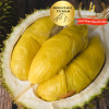 A6 Pahang Mao Shan Wang / Musang King (MSW)